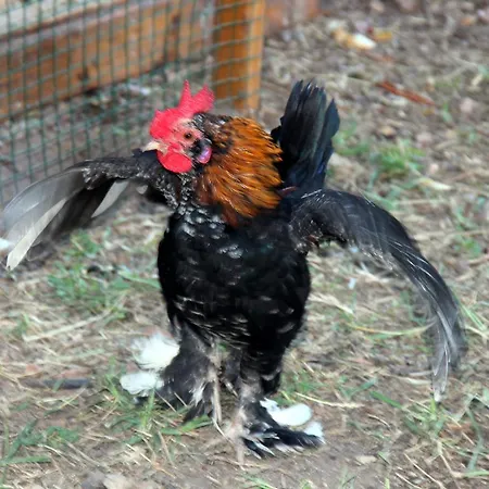Pansiyon Shambala